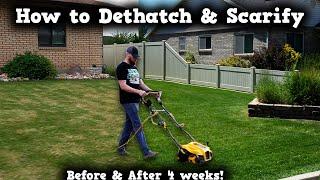 DIY How To: DETHATCHING & SCARIFYING this lawn SAVED IT!  From brown to green again.