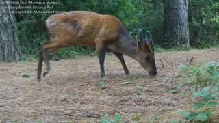 Wildlife on Trail 5 Margalla Hills Islamabad.