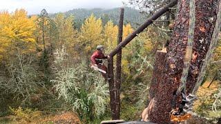 Treetop Joyrides: Sending Big Tops in the Pouring Rain