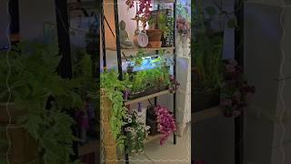Shelf Goals!  A Mini Jungle with a Zen Twist🫟 Aesthetic Decor ️ Fish Tank Combo  #decorvibes