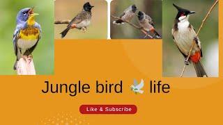 wildlife Jungle life Bird ️️️️ Rainforest | relaxation video