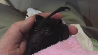 Baby bat's first taste of fruit:  this is Asha