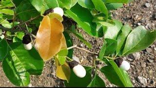 White Bhilawa Seeds In Tree :- 8999204361 | Safed Biba Ka Ped 