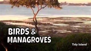 Experience Pure Serenity on Tidy Island: Watch Birds Feed in Mangroves at Low Tide!