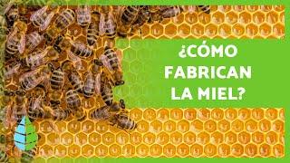 ¿Cómo hacen la MIEL las ABEJAS?  (Producción + Extracción de los Panales)