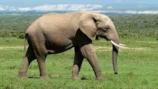 Addo Elephant Park Begegnungen mit Elefanten