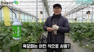 청주 문의면 스마트온실 딸기 켈팍 고당도