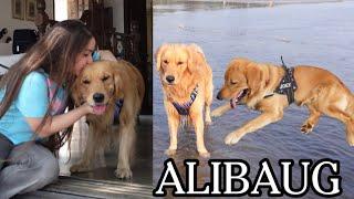 ALIBAUG VLOG  | CASA DEL MAR VILLA | NANDGAON BEACH | GOLDEN RETRIEVER | FOOD REVIEW | RESTAURANT