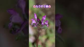 もうすぐ春 綺麗な花は何の花 #shorts #綺麗 #春の花 #芝桜