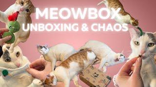 MEOWBOX Unboxing & Playtime with Natilla, Gandalf, and Dave!