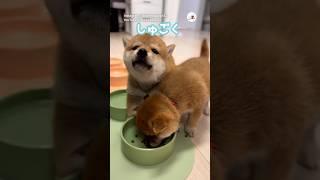 【オイシイ】訴えてくる子犬｜PECO  #子柴 #柴犬 #子犬 #子犬のいる暮らし #shibainu #shiba #shiba_inu #puppy #puppylife #puppylove