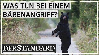 Wie man sich beim Wandern vor Bären und Wölfen schützt