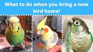 What to do when you bring a new bird home!  | BirdNerdSophie