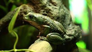 Amphibian Database Helps Conservation Efforts