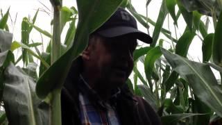 Crop Scouting Tips