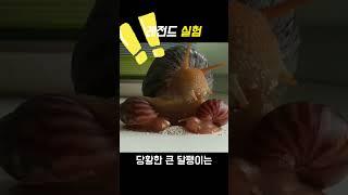 충격적인 달팽이 실험 결과 ㄷㄷ
