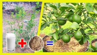 Special fertilizer for lemon plant || best organic fertilizer for lemon tree