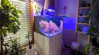 The SIMPLEST Reef Tank You've EVER Seen (No Skimmer, No Sump, No Dosing)