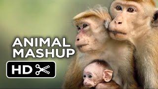 Monkeying Around - Ultimate Animal Movie Mashup (2015) HD