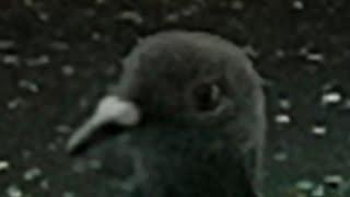 pigeon