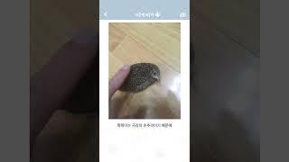 우리집 미니메추리 보구가~