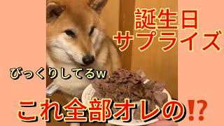 柴犬の誕生日に登場した肉の山 その反応が面白すぎた