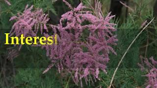 Interesting Tamarisk salt cedar Facts