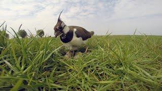 NatuurStreken en de noodkreet voor weidevogels in coronatijd