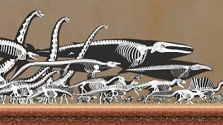 Animals Skeleton Size Comparison | Present and Prehistoric