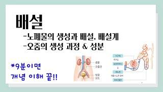 [중2 과학] 배설 l 노폐물의 생성과 배설, 배설계 l 오줌의 생성 과정 & 혈액, 여과액, 오줌 성분