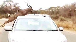 Kudu Jumps Over A Car To Escape From A Lion - 16 September 2013 - Latest Sightings