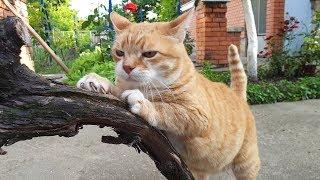 Relaxing Cat Video 57