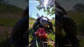 world biggest tortoise #shorts #shortsvideo #tortoise #viralvideo #animation #animals #shots