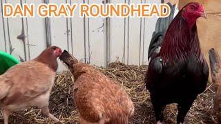 Dan Gray Roundhead Joe Goode Grey Tony Mtz Red Newark Farm Beautiful Birds Feeding Time 