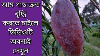 আম গাছে ফলন বাড়ানো এবং দ্রুত বৃদ্ধি করার উপায় || আম গাছের প্রুনিং করার নিয়ম || Mango tree pruning