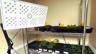 Using LetPot 60-Watt Smart Grow Light to help with my Indoor Seed Starting