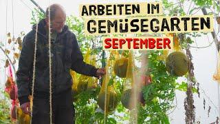 Wichtige Gartenarbeiten im September im Gemüsegarten, Erdbeeren schneiden, Melonen, Sträucher