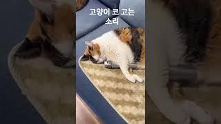 중독성 있는 고양이 코 고는 소리 #catsshorts