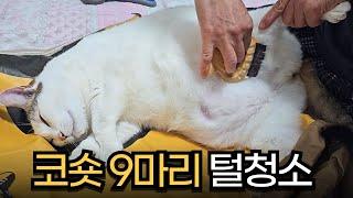 코숏 9마리는 털이 얼마나 빠질까요? / 고양이 키우기 전 꼭 봐야 하는 영상/ 고양이 털제거, 고양이 털청소