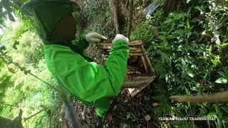 TERNAK MADU SECARA TRADISIONAL