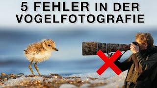 Meine grössten Fehler in der Vogelfotografie (und ich mache sie immer noch)