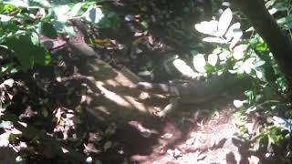 Iguana at Ubud Monkey Forest - Bali