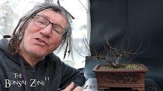 Pruning My Downy Willow, The Bonsai Zone, Dec 2024