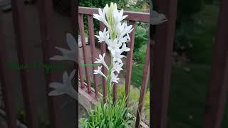 Tuberose flower/रजनीगंधा फूल #tuberose #rajnigandha #flowers #trending #viral #nature #love