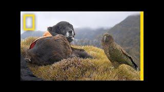 This Amazing Dog Helps to Save Endangered Parrots | Short Film Showcase