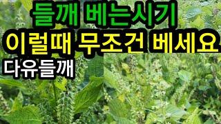 들깨 베는시기 꼭 이럴때 베셔야 합니다