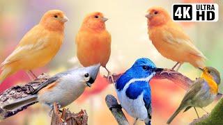 Breathtaking Beautiful Birds | Pure Nature | Stress Relief | Relaxing Birds Sounds | Magical Nature