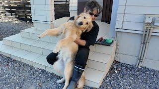 A 10-month-old puppy. Evolving from mischievous to the next stage. [Golden Retriever Japan]