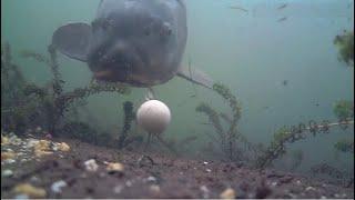 Amazing underwater carpfishing video by Peter Königs