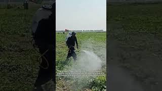 Manual Pesticide Spraying Technique